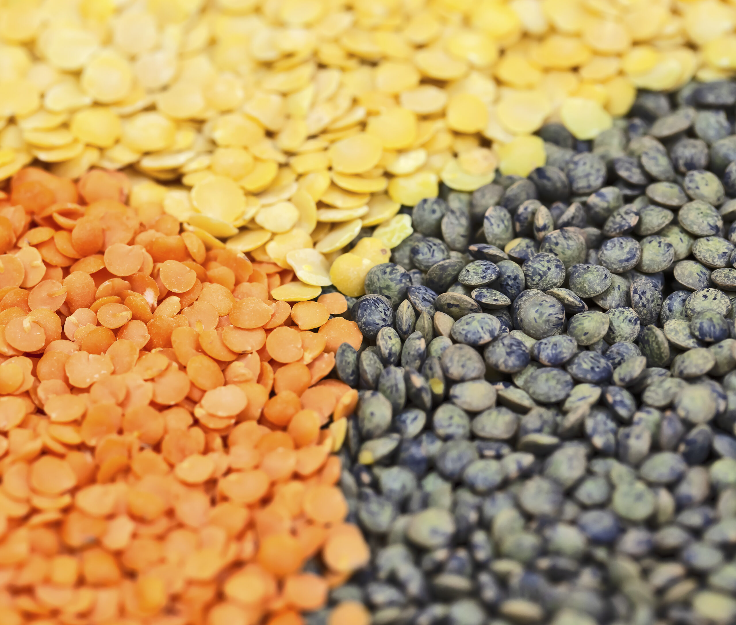 Mix of various color legumes lentils