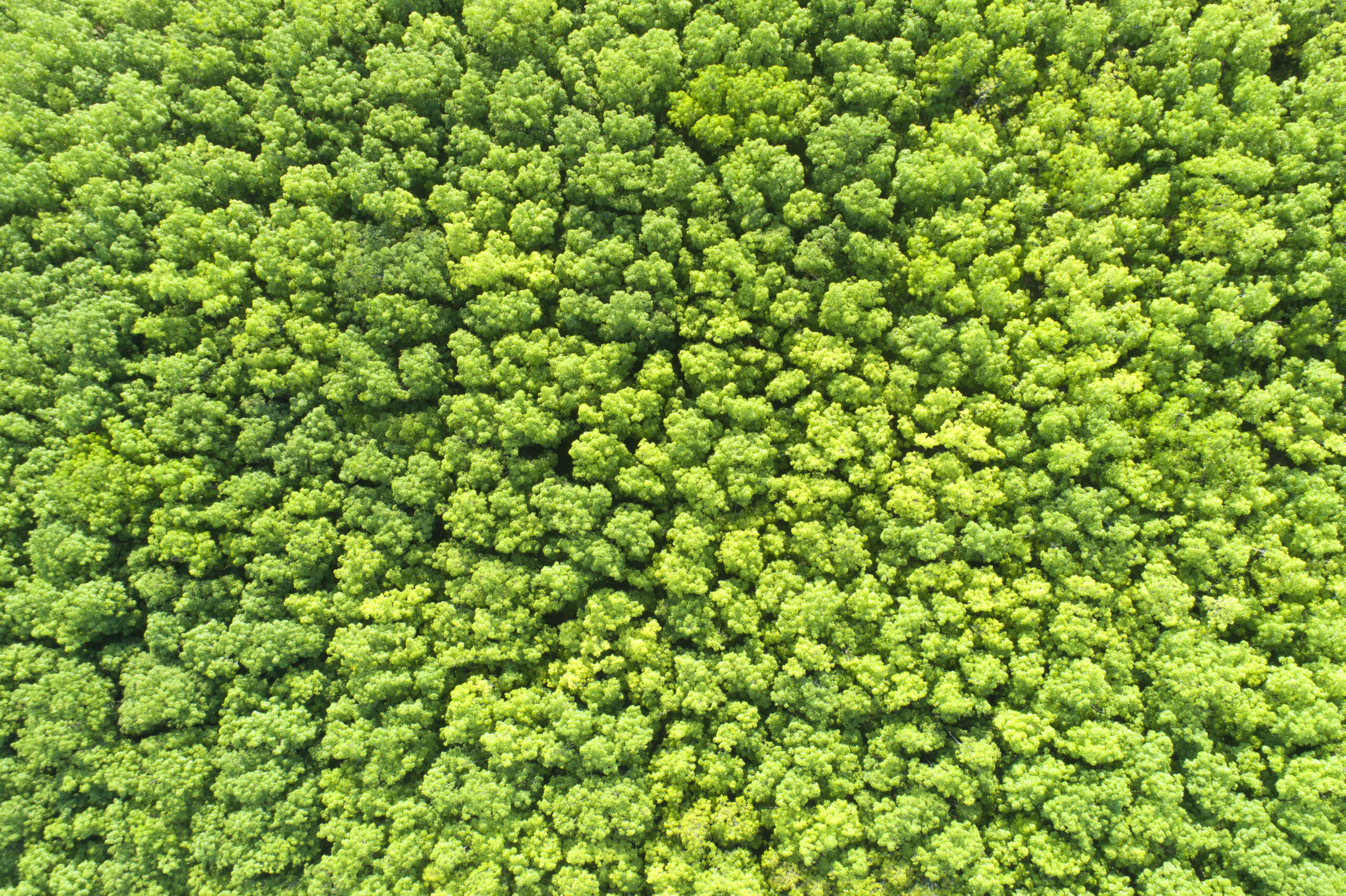 Rubber Tree Plantation from above, Aerial View